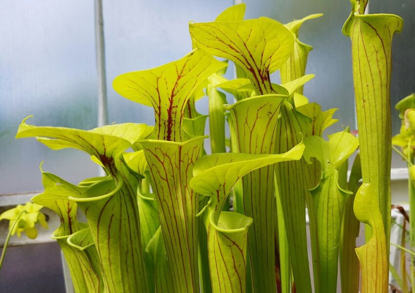 Schlauchpflanze, Schlauchpflanzen, Trompetenblatt, Sarracenia, fleischfressende Pflanzen, Gelbe Schlauchpflanze, Sarracenia flava