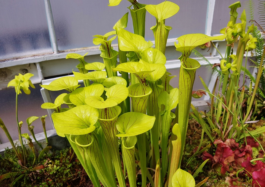 Schlauchpflanze, Schlauchpflanzen, Trompetenblatt, Sarracenia, fleischfressende Pflanzen, Gelbe Schlauchpflanze, Sarracenia flava