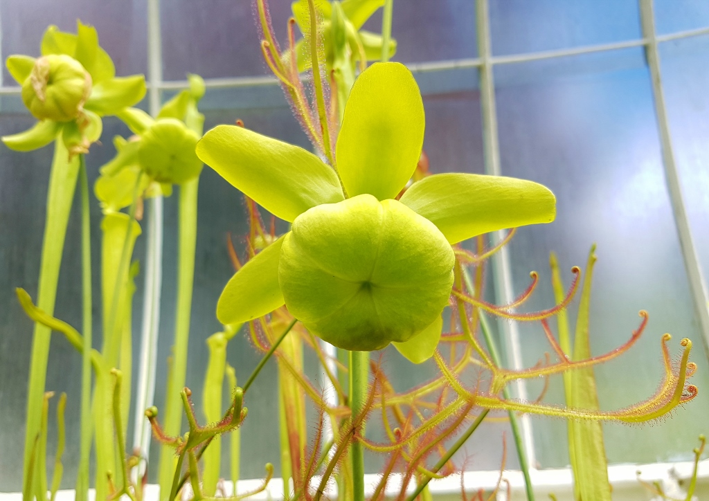 Schlauchpflanze, Schlauchpflanzen, Trompetenblatt, Sarracenia, fleischfressende Pflanzen, Gelbe Schlauchpflanze, Sarracenia flava