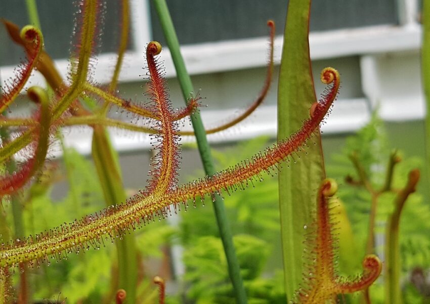 Sonnentau, Drosera, Sonnentaugewächse, fleischfressende Pflanzen, Gegabelter Sonnentau, Drosera binata, Botanischer Garten Glasgow, Glasgow Botanic Garden