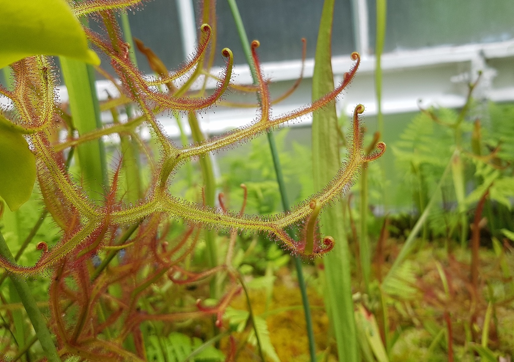Sonnentau, Drosera, Sonnentaugewächse, fleischfressende Pflanzen, Gegabelter Sonnentau, Drosera binata, Botanischer Garten Glasgow, Glasgow Botanic Garden