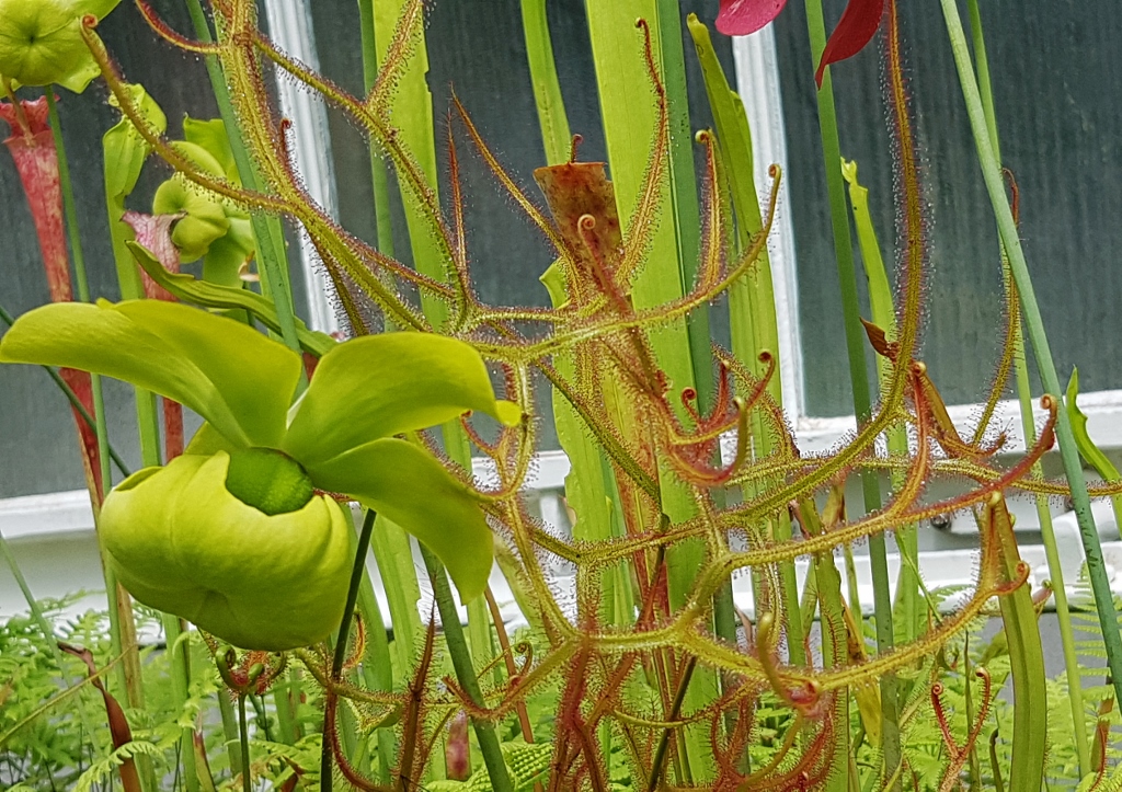 Sonnentau, Drosera, Sonnentaugewächse, fleischfressende Pflanzen, Trompetenblatt, Schlauchpflanze, Sarracenia, Botanischer Garten Glasgow, Glasgow Botanic Garden