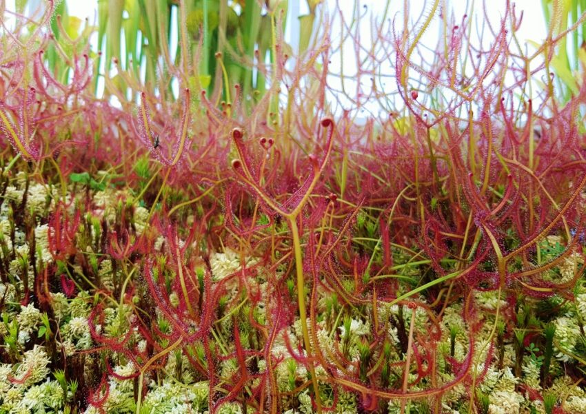 Sonnentau, Drosera, Sonnentaugewächse, fleischfressende Pflanzen, Drosera hilaris, Botanischer Garten Glasgow, Glasgow Botanic Garden