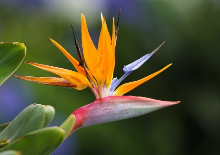 Paradiesvogelblume, Papageienblume, Strelitzie, Strelitzia, Königs-Strelitzie, Strelitzia reginae