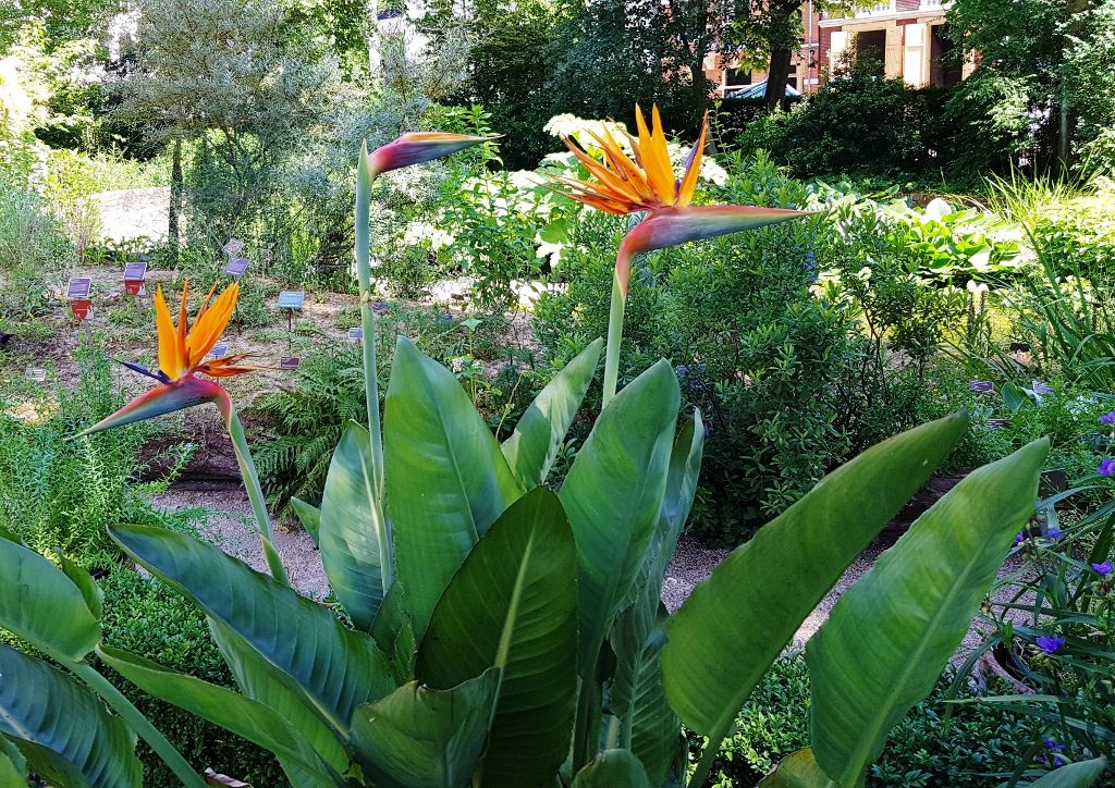 Paradiesvogelblume, Papageienblume, Strelitzie, Strelitzia, Königs-Strelitzie, Strelitzia reginae