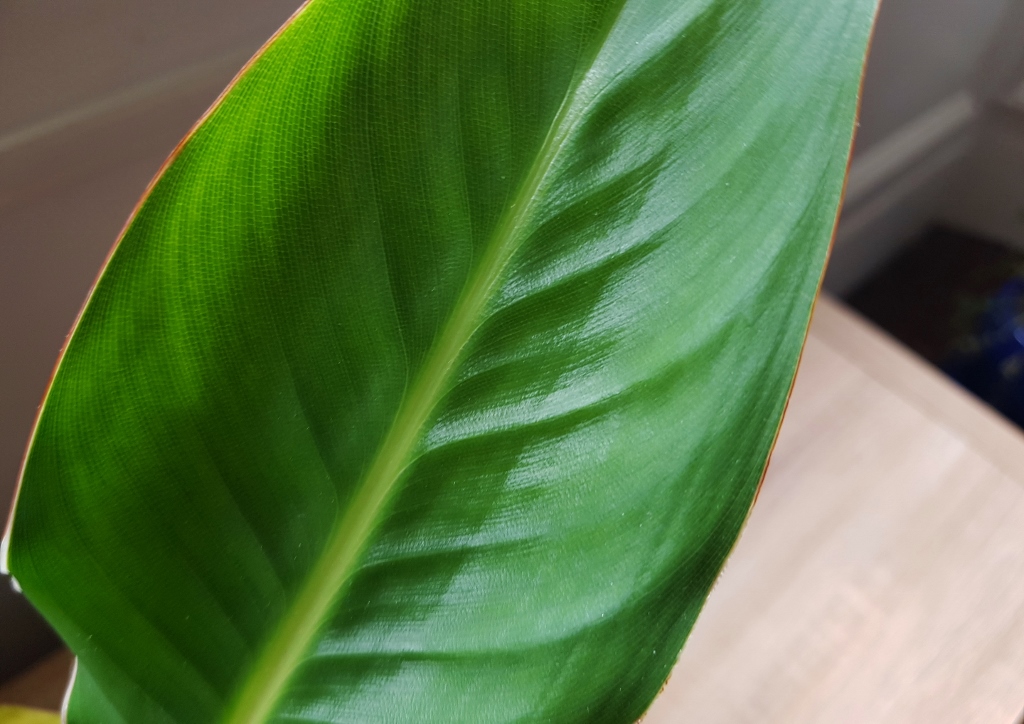 Paradiesvogelblume, Papageienblume, Strelitzie, Strelitzia, Königs-Strelitzie, Strelitzia reginae