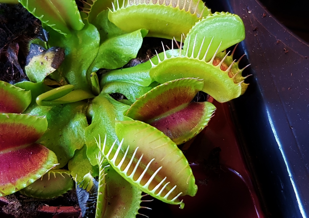 Venusfliegenfalle, Dionaea muscipula, fleischfressende Pflanze