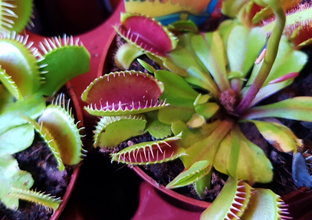 Venusfliegenfalle, Dionaea muscipula, fleischfressende Pflanze