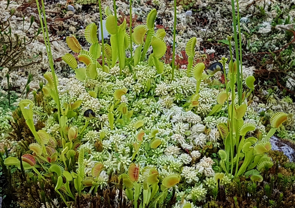 Venusfliegenfalle, Dionaea muscipula, fleischfressende Pflanze