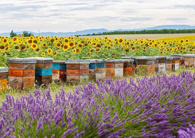 Bienenweide anlegen, Bienen, Bienenweide, Bienenstock, Bienenschutz, Umweltschutz, Artenschutz, Nachhaltigkeit, Sonnenblumen, Lavendel