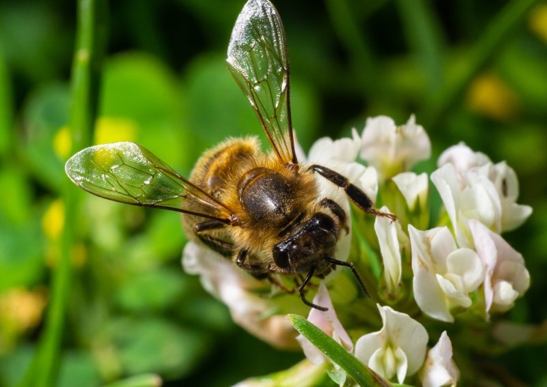 Bienen, Bienenweide, Bienenstock, Bienenschutz, Umweltschutz, Artenschutz, Nachhaltigkeit, Klee, Weißer Klee