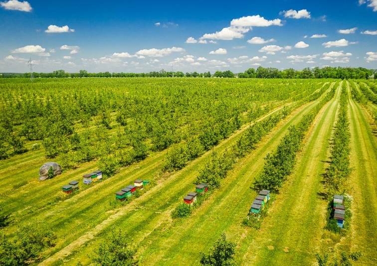 Bienen, Bienenweide, Bienenstock, Bienenschutz, Umweltschutz, Artenschutz, Nachhaltigkeit, Obstkultur, Obstbauern, Ertrag, Ernte
