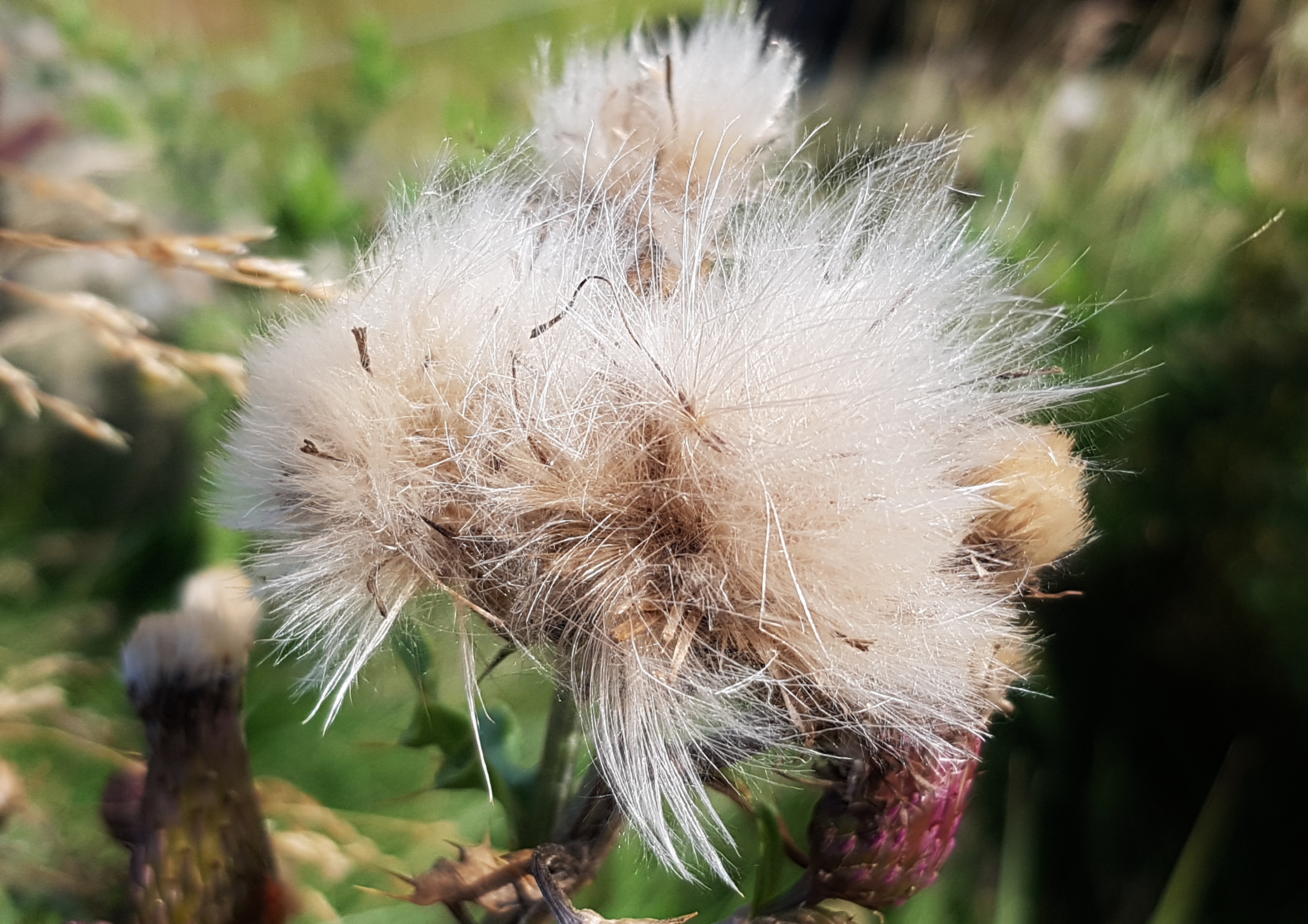 Distel, Disteln, Distelsamen