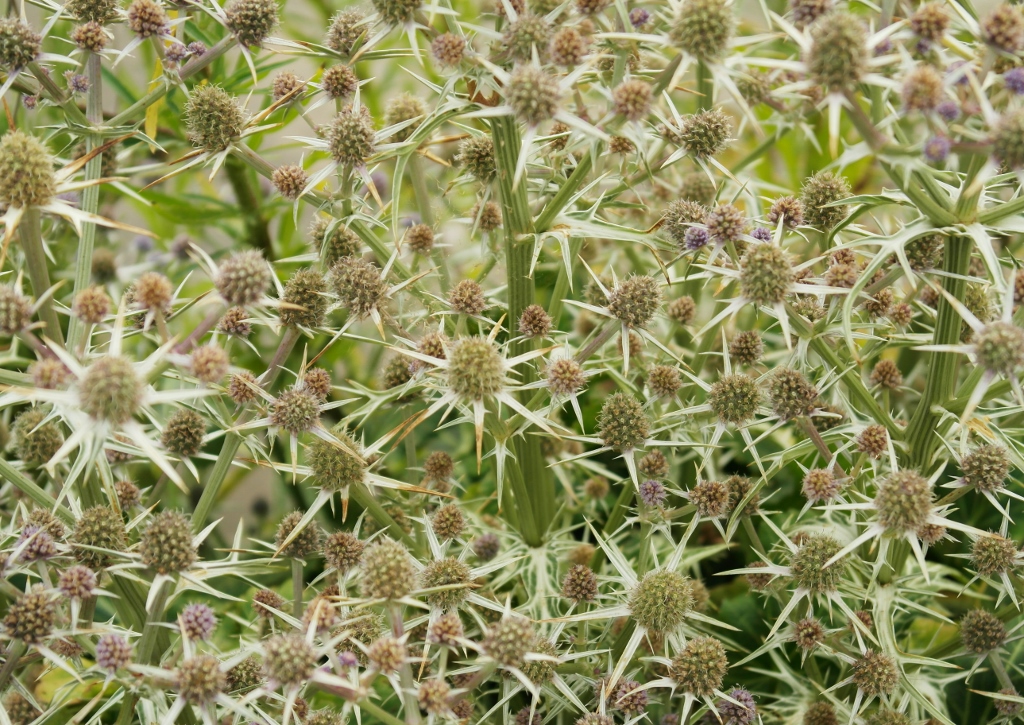 Edeldistel, Manstreu, Eryngium