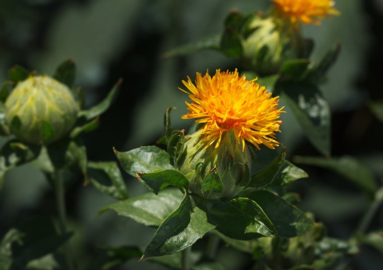 Färberdistel, Safrandistel, Saflor, Falscher Safran, Öldistel, Carthamus tinctorius