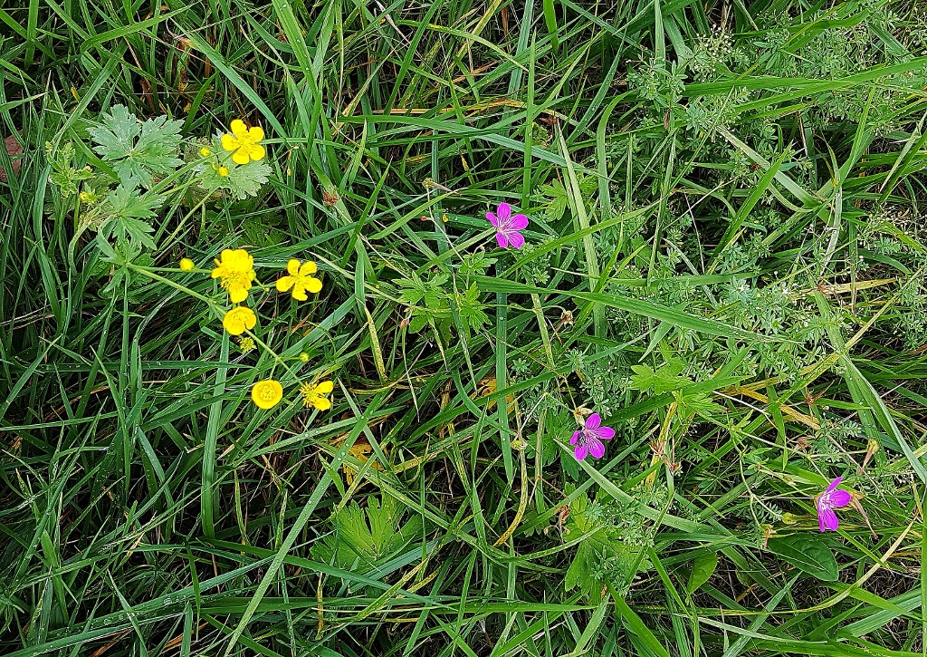 Hahnenfuß, Ranunkel, Ranunkeln, Ranunculus, Hahnenfußgewächse, Ranunculaceae, Wildblumenwiese, Futterwiese anlegen, Futterwiese