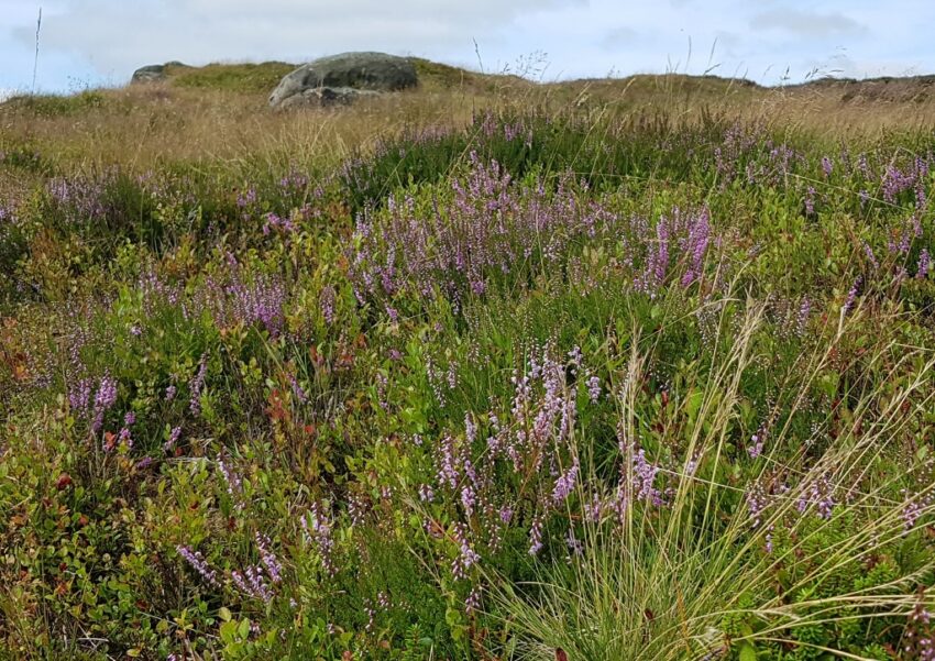 Heidekraut, Futterwiese, Heidelandschaft, Weide, Wiese, Wildblumenwiese, Futterwiese anlegen