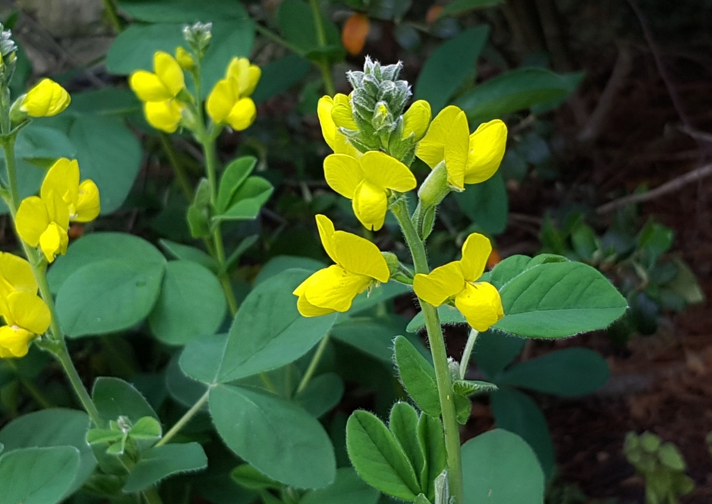 Hornklee, Lotus, Gewöhnlicher Hornklee, Lotus corniculatus, Klee, Kleearten