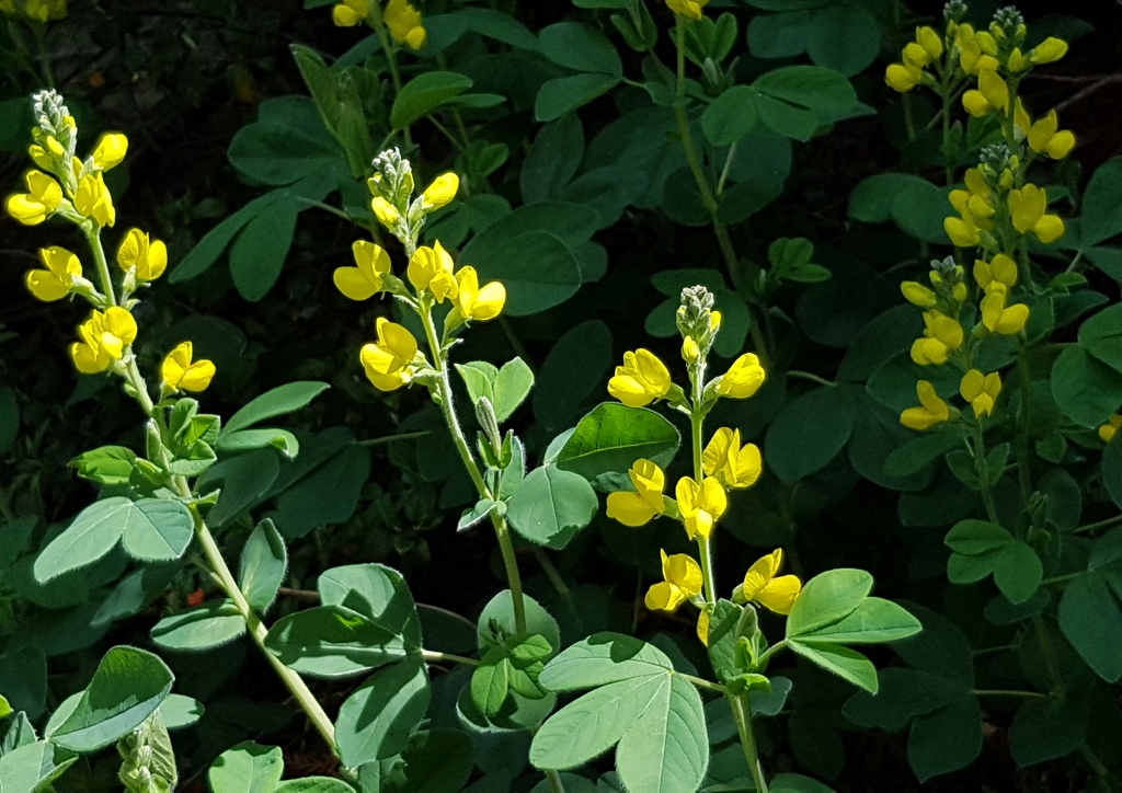 Hornklee, Lotus, Gewöhnlicher Hornklee, Lotus corniculatus, Klee, Kleearten