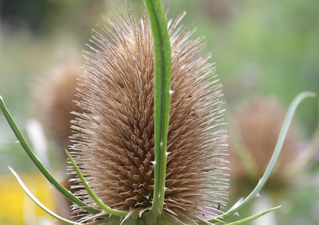 Karde, Karden, Kardendistel, Dipsacus