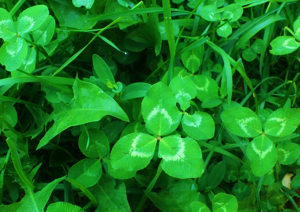 Futterwiese, Futterwiese anlegen, Klee, Wiesen-Klee, Trifolium, Trifolium pratense