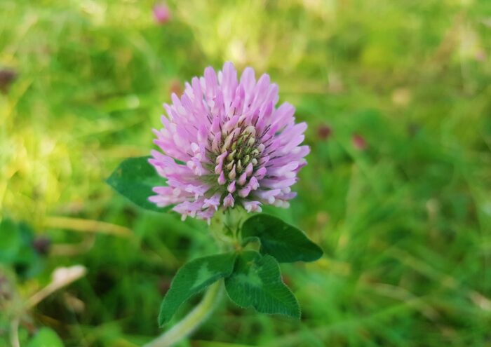 Futterwiese, Futterwiese anlegen, Klee, Wiesen-Klee, Trifolium, Trifolium pratense