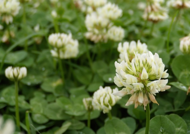 Irischer Klee, Irisches Kleeblatt, Weißer Klee, Trifolium, Trifolium repens, Shamrock