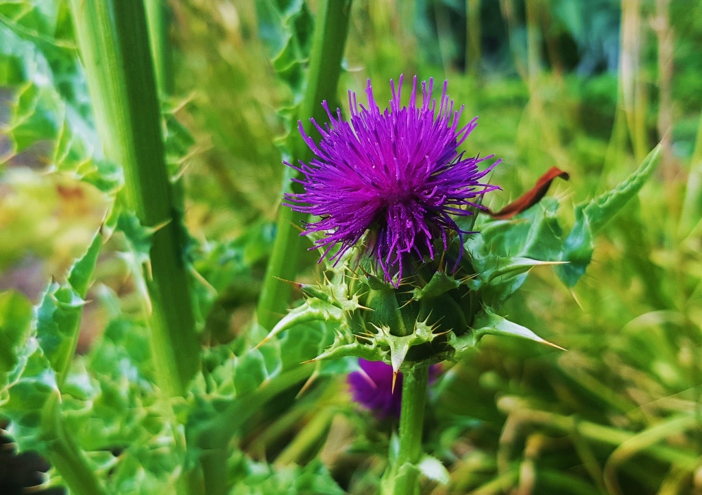 Mariendistel, Milchdistel, Frauendistel, Silybum marianum, Flower of Scotland