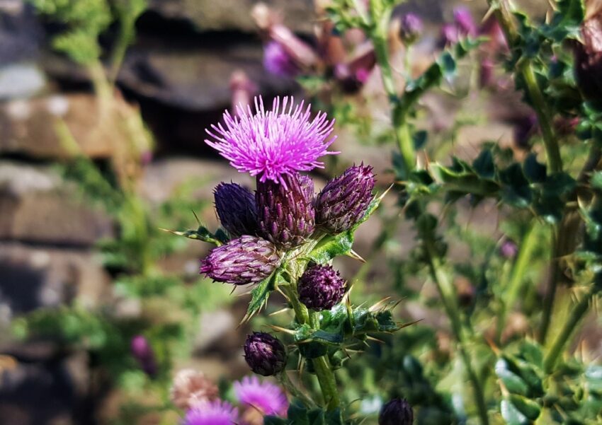 Ringdistel, Weg-Ringdistel, Weg-Distel, Carduus acanthoides, Carduus