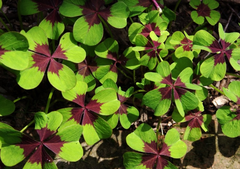 Vierblättriger Sauerklee, Glücksklee, Oxalis, Oxalis tetraphylla 