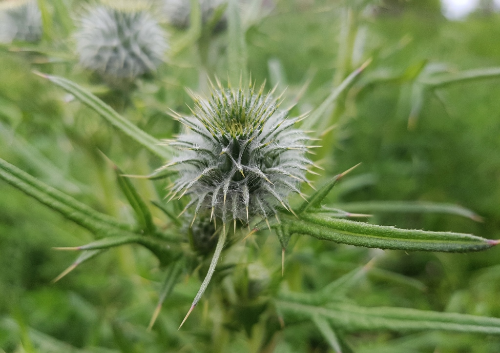 Golddistel, Silberdistel, Eberwurz,
