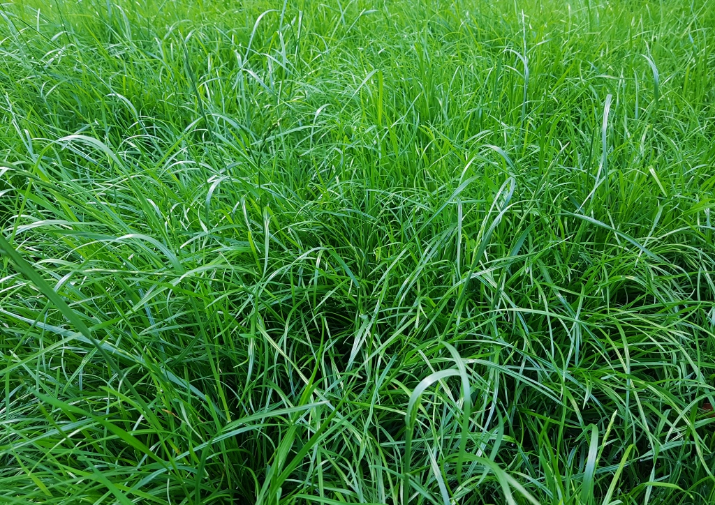 Rasen, Wiese, Gras, Gräser, Rasen, Weidelgras, Lolch, Lolium