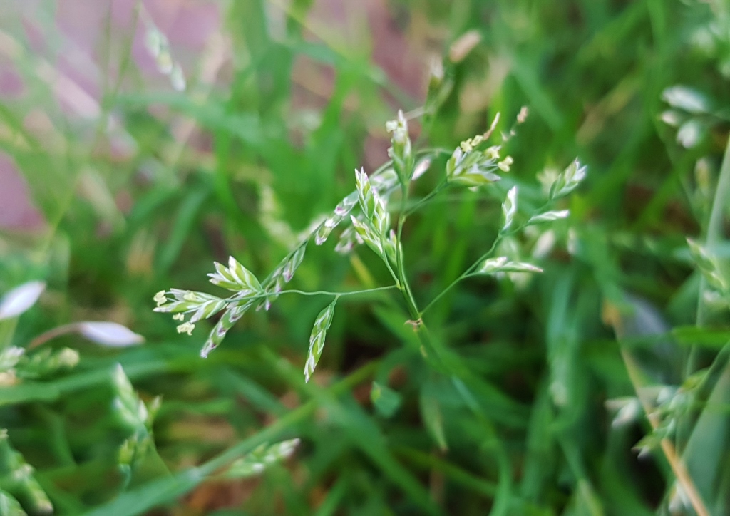 Gräser, Rasen, Rispengras, Wiesen-Risppengras, Poa, Poa pratensis