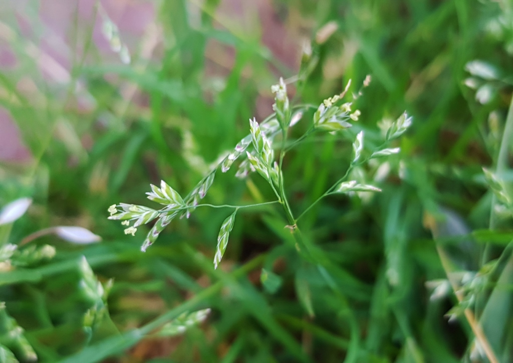 Gräser, Rasen, Rispengras, Wiesen-Risppengras, Poa, Poa pratensis 