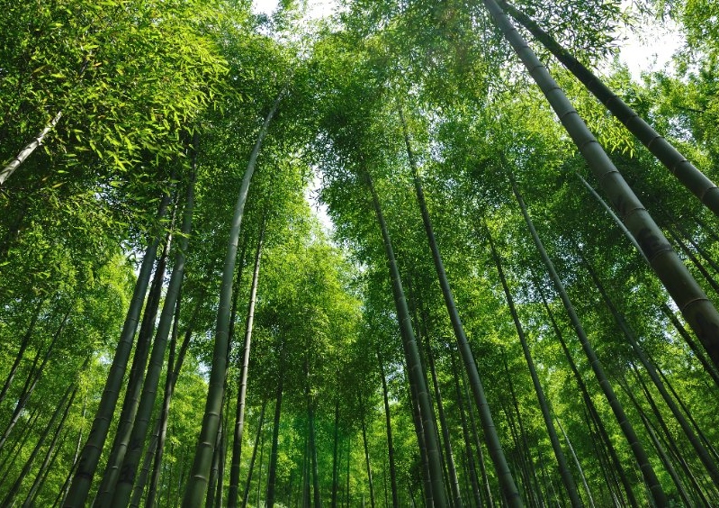 Bambus, Bambuspflanzen, Bambuspflanze, Riesenbambus