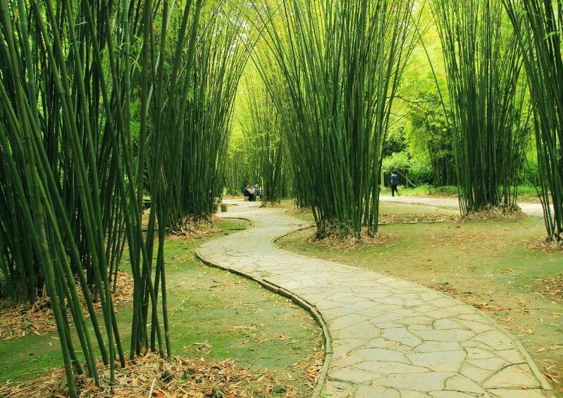 Bambus, Bambuspflanzen, Bambuspflanze, Riesenbambus
