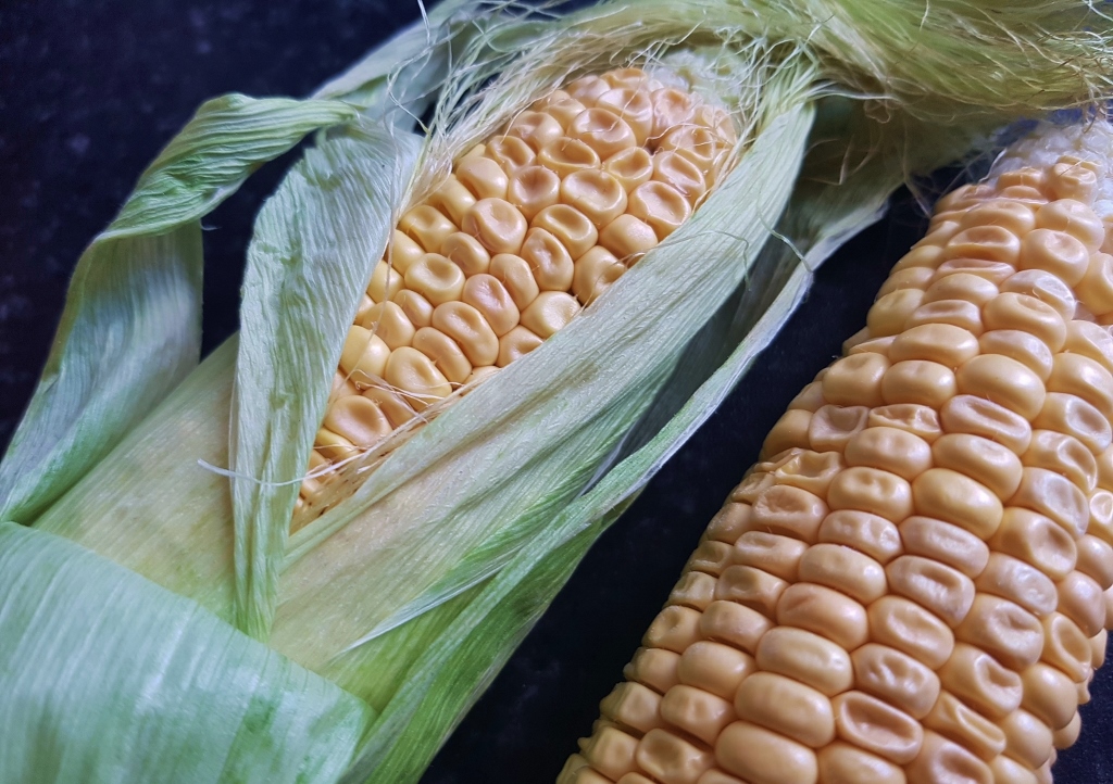 Mais, Maiskolben, Zea mays, Zahnmais