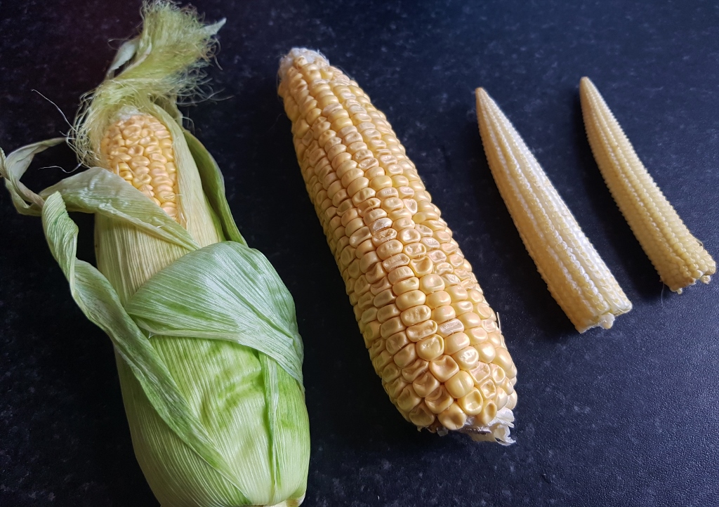 Mais, Maiskolben, Zea mays, Zahnmais