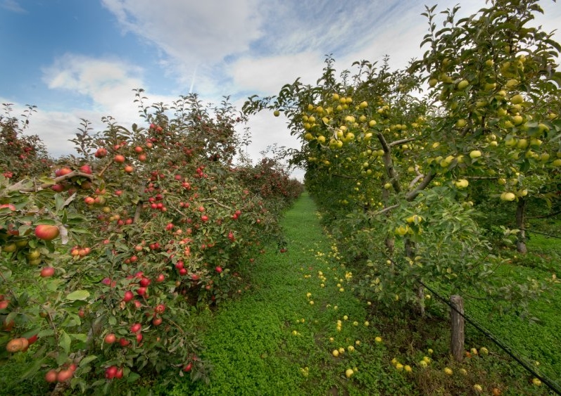 Obstgarten, Obstgarten anlegen, Gartenobst, Obstbäume veredeln, Apfelbaum, Apfelbäume