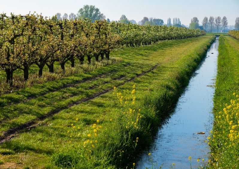 Obstgarten, Gartenobst, Apfelbaum, Apfelbäume, Bewässerung, Bewässerungssystem