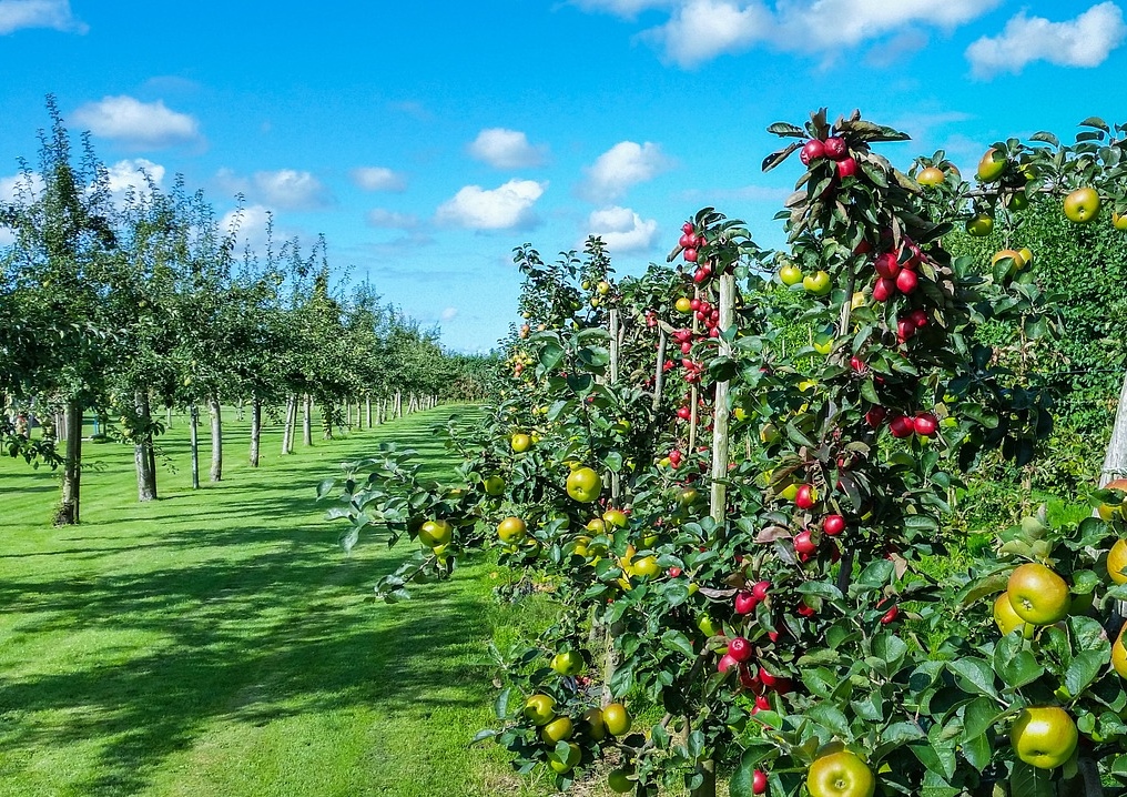 Apfel, Apfelbäume, Spindelstrauch, Obstgarten, Obstkultur
