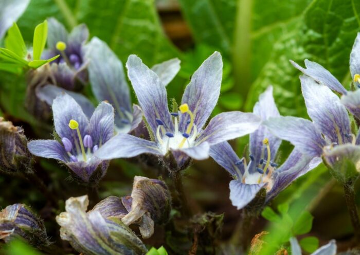 Hexenkräuter, Ritualkräuter, Zauberpflanzen, Alraune, Mandragora, Herbstalraune, Mandragora autumnalis, Zauberpflanzen