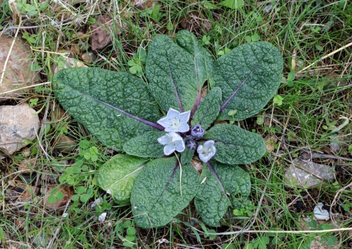 Hexenkräuter, Ritualkräuter, Zauberpflanzen, Alraune, Mandragora, Herbstalraune, Mandragora autumnalis, Zauberpflanzen