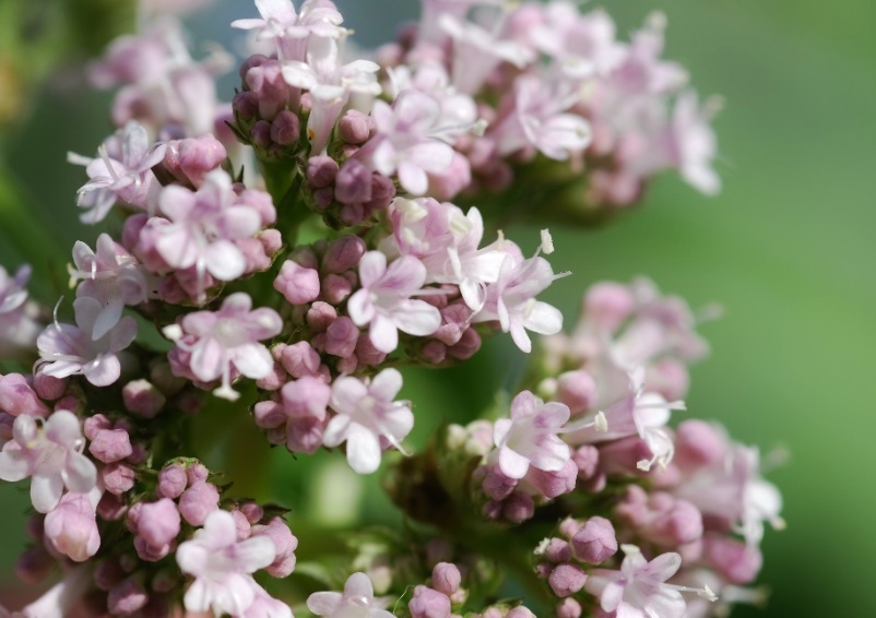 Baldrian, Echter Baldrian, Valeriana, Valeriana officinalis