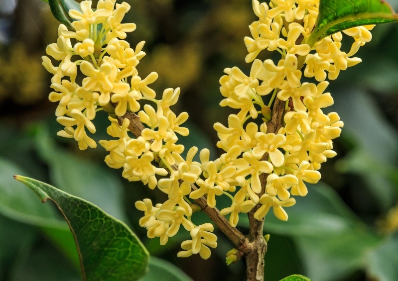 Duftblüte, Süße Duftblüte, Osmanthus, Osmanthus fragrans