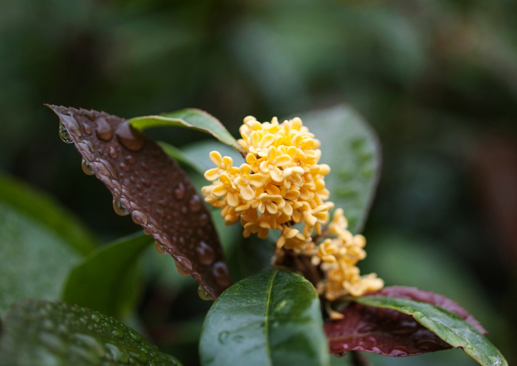 Duftblüte, Duftblüten, Osmanthus, Osmanthus fragrans