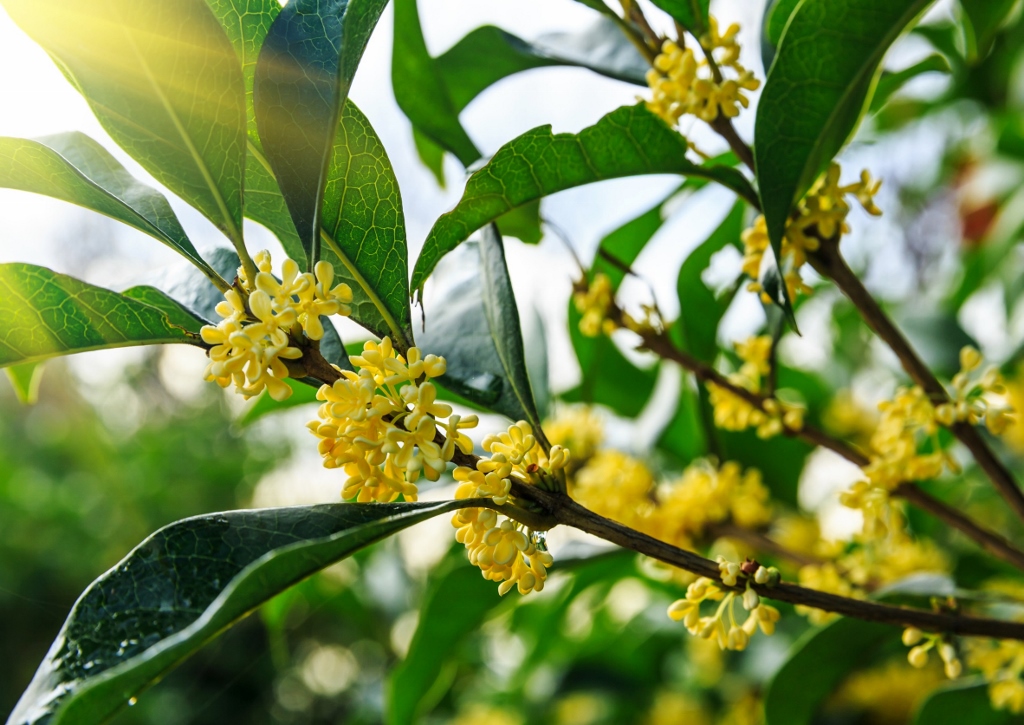 Duftblüte, Duftblüten, Osmanthus, Osmanthus fragrans
