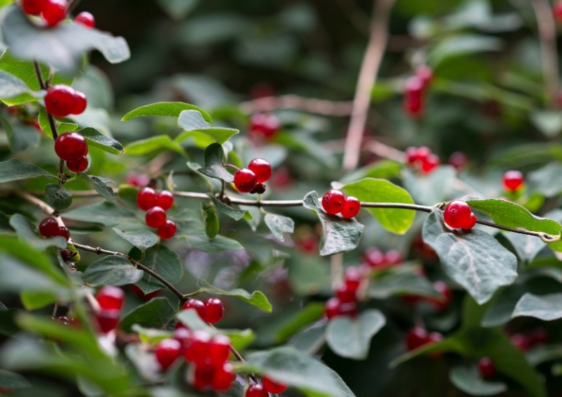 Geißblatt, Heckenkirsche, Rote Heckenkirsche, Lonicera, Lonicera xylosteum