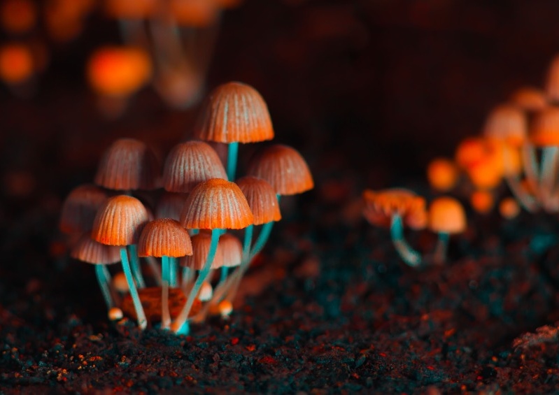 Hexenkräuter, Ritualkräuter, Zauberpflanzen, Magic Mushrooms