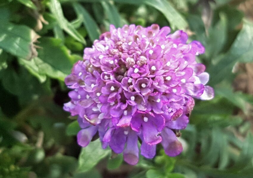 Skabiose, Scabiosa, Tauben-Skabiose, Scabiosa columbaria